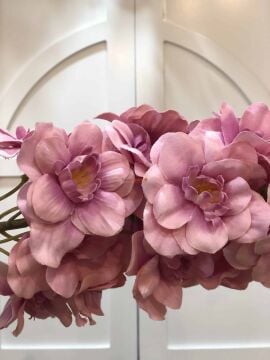 100 lü pakette Şebboy Çiçeği