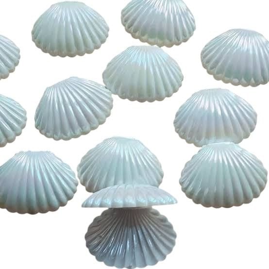 Boş İstiridye Kutu