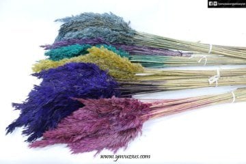 Renkli pampas(10 lu)